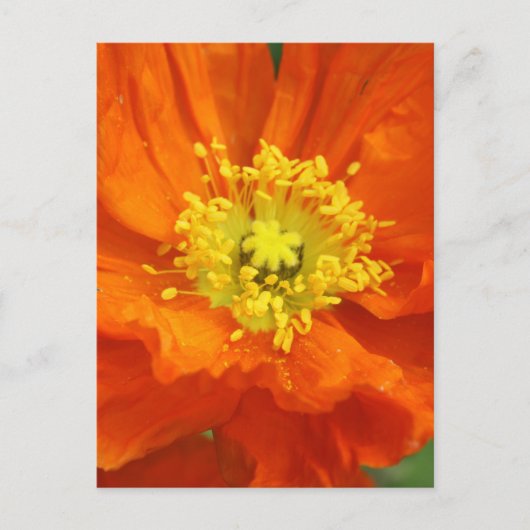 Oranje blaasbloem Briefkaarten (Voorkant)