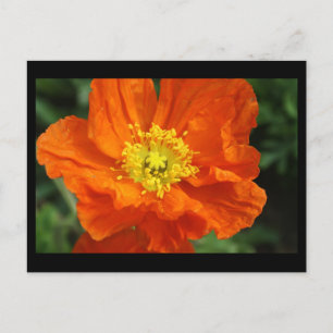 Oranje blaasbloem Kaart