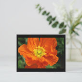 Oranje blaasbloem Kaart (Staand voorkant)