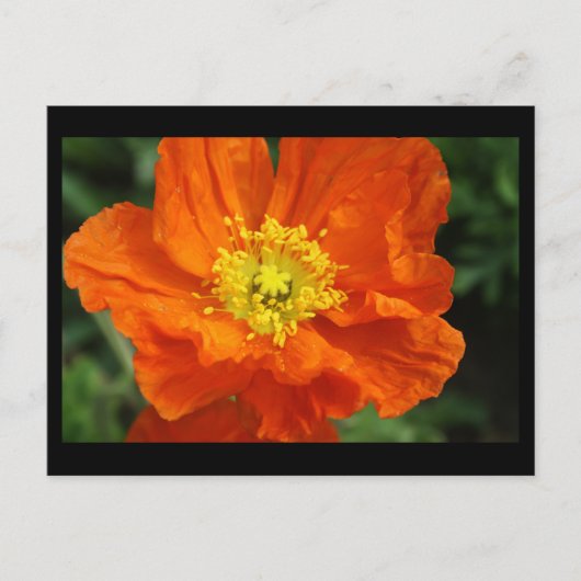 Oranje blaasbloem Kaart (Voorkant)