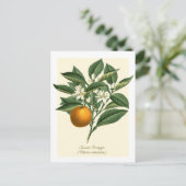  Oranje blaasbloem van botanische vruchten Briefkaart (Staand voorkant)