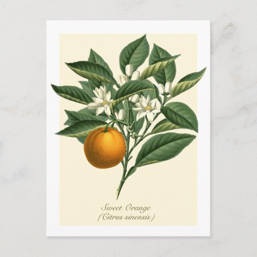  Oranje blaasbloem van botanische vruchten Briefkaart (Voorkant)