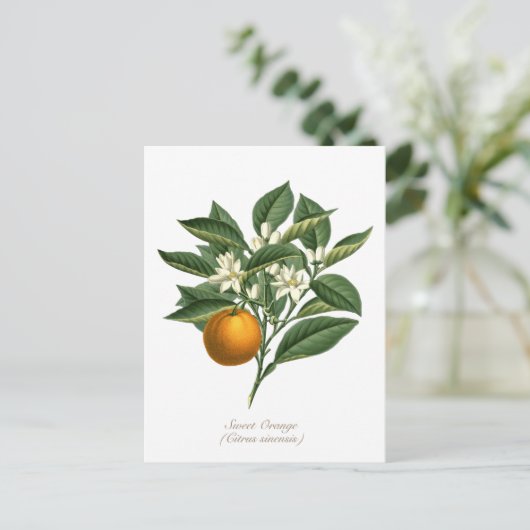  Oranje blaasbloem van botanische vruchten Briefkaart (Staand voorkant)
