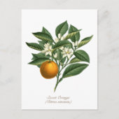  Oranje blaasbloem van botanische vruchten Briefkaart (Voorkant)