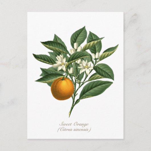  Oranje blaasbloem van botanische vruchten Briefkaart (Voorkant)