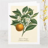 Oranje blaasbloem van botanische vruchten Kaart (Gele Bloem)