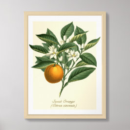  Oranje blaasbloem van botanische vruchten Poster
