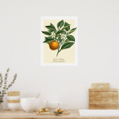  Oranje blaasbloem van botanische vruchten Poster (Keuken)