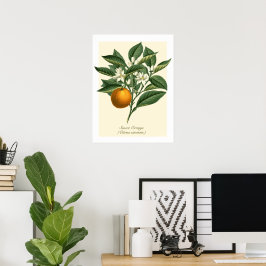 Oranje blaasbloem van botanische vruchten Poster