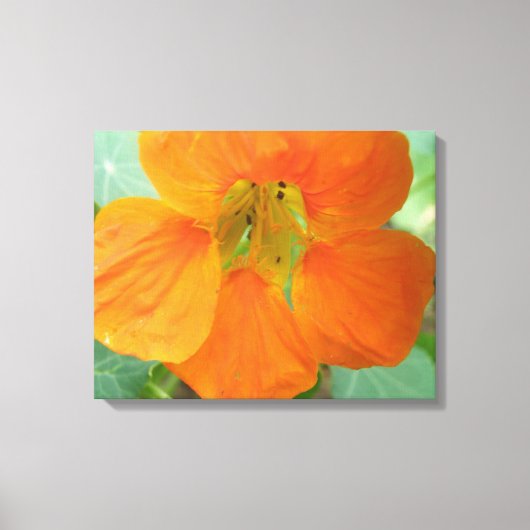  Oranje blaasdoek van de Nasturtium Afdrukken (Voorkant)