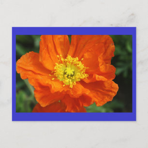 Oranje blaasventiel Briefkaart