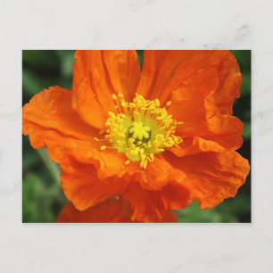 Oranje blaasventiel Briefkaart