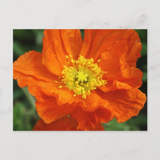 Oranje blaasventiel Briefkaart (Voorkant)