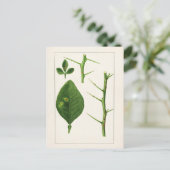 Oranje bladeren (Poncirus Trifoliata) Briefkaart (Staand voorkant)