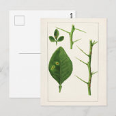 Oranje bladeren (Poncirus Trifoliata) Briefkaart (Voorkant / Achterkant)