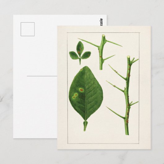 Oranje bladeren (Poncirus Trifoliata) Briefkaart (Voorkant / Achterkant)