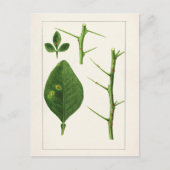 Oranje bladeren (Poncirus Trifoliata) Briefkaart (Voorkant)