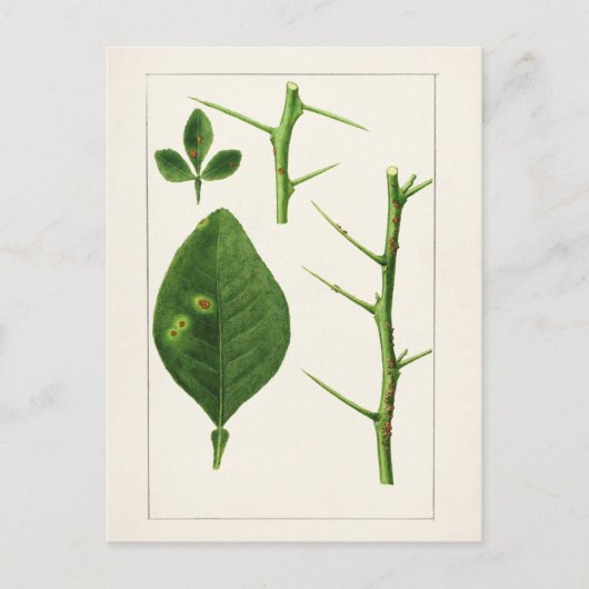 Oranje bladeren (Poncirus Trifoliata) Briefkaart (Voorkant)