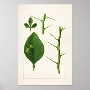Oranje bladeren (Poncirus Trifoliata) Poster