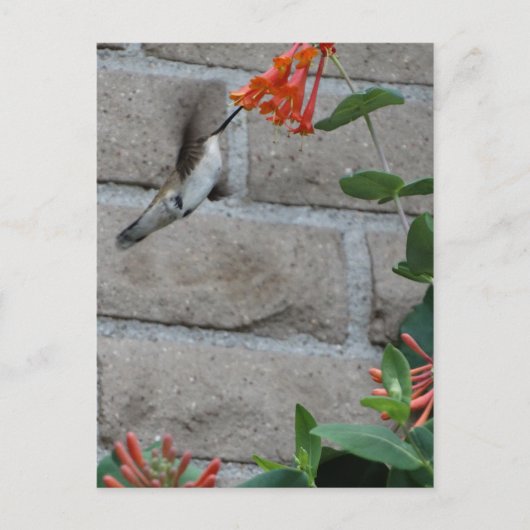 Oranje bloem briefkaart (Voorkant)