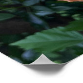 Oranje Bloem Foto Poster (Hoek)