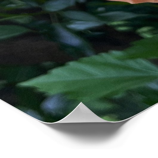 Oranje Bloem Foto Poster (Hoek)