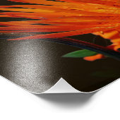 Oranje Bloem In Zonneschijn Bloemen 8x10 Foto Afdruk (Hoek)