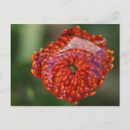 Oranje bloem met zwembad briefkaart