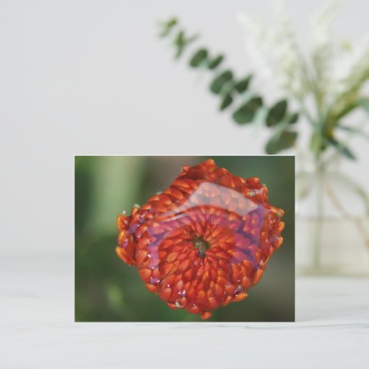 Oranje bloem met zwembad briefkaart (Staand voorkant)