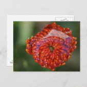 Oranje bloem met zwembad briefkaart (Voorkant / Achterkant)