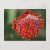 Oranje bloem met zwembad briefkaart (Voorkant)