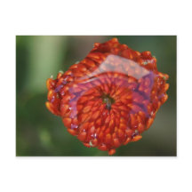 Oranje bloem met zwembad