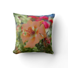 Oranje Bloem Natuur Fotografie