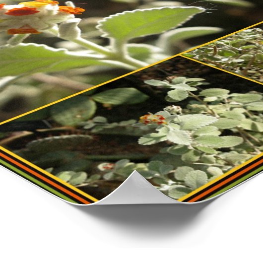 oranje bloem poster (Hoek)