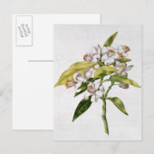 Oranje bloem uit de "La Guirlande de Julie" Briefkaart (Voorkant / Achterkant)