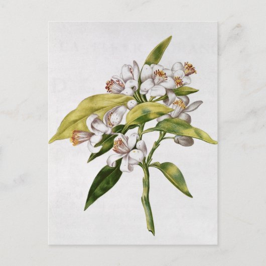 Oranje bloem uit de "La Guirlande de Julie" Briefkaart (Voorkant)