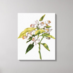 Oranje bloem uit de "La Guirlande de Julie" Canvas Afdruk