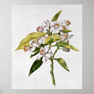 Oranje bloem uit de "La Guirlande de Julie" Poster