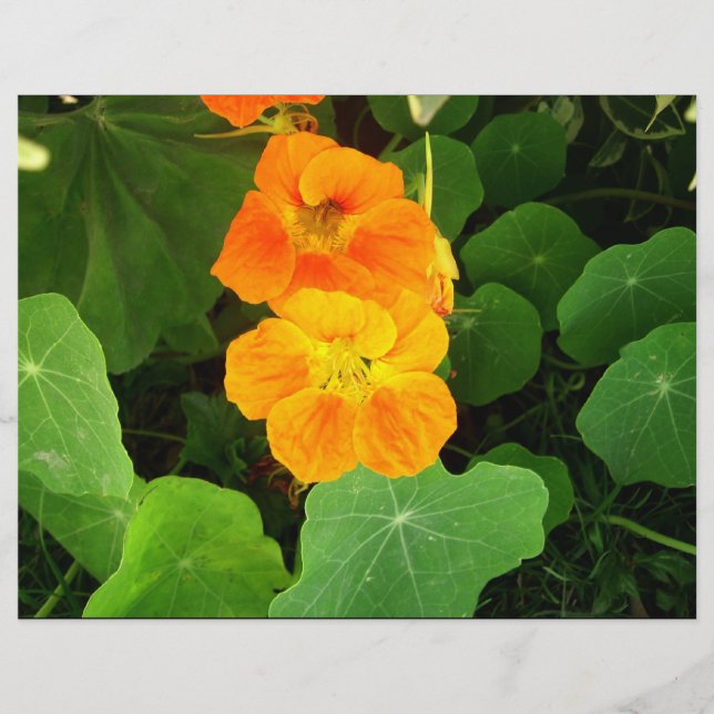 Oranje bloemen (Voorkant)