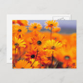 Oranje bloemen briefkaart (Voorkant / Achterkant)