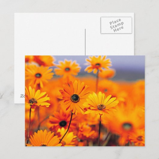 Oranje bloemen briefkaart (Voorkant / Achterkant)