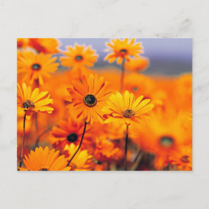 Oranje bloemen briefkaart