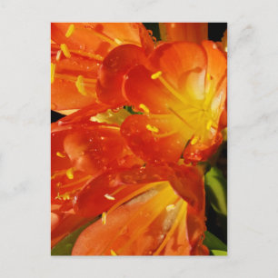 Oranje bloemen briefkaart