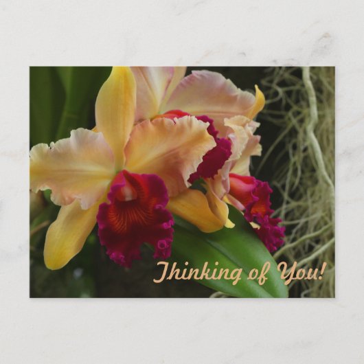 Oranje bloemen Cattleya Orchids Briefkaart (Voorkant)