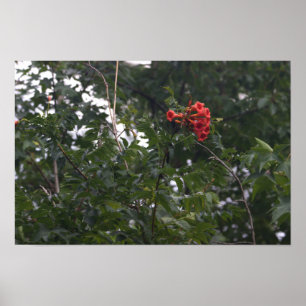 Oranje Bloemen Foto Poster