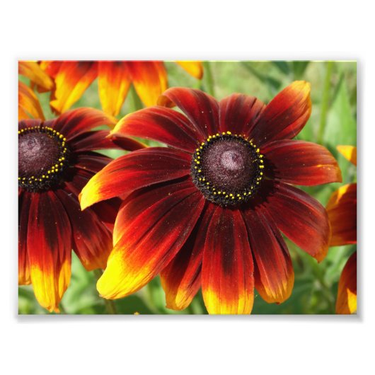 Oranje Bloemen Fotografie, Kodak Professional Foto Afdruk (Voorkant)