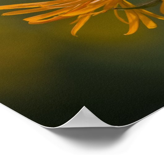 Oranje bloemkoppen Inula Orientalis CC0023 Poster (Hoek)