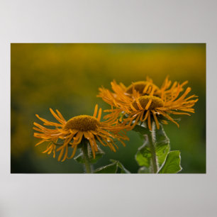 Oranje bloemkoppen Inula Orientalis CC0023 Poster