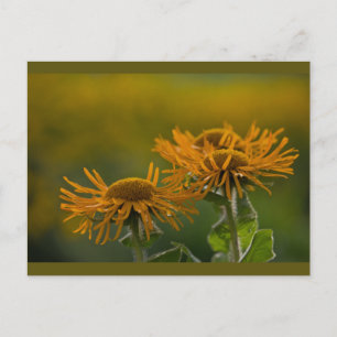 Oranje bloemkoppen Inula Orientalis CC0024 Briefkaart