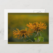 Oranje bloemkoppen Inula Orientalis CC0024 Briefkaart (Voorkant / Achterkant)